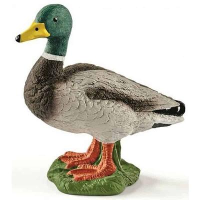 PATO MACHO